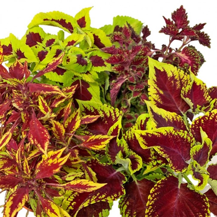 Coleus Scutellarioides 五彩苏