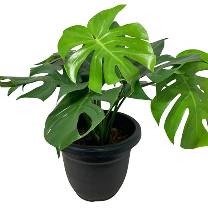 Monstera Deliciosa (Swiss Cheese Plant)