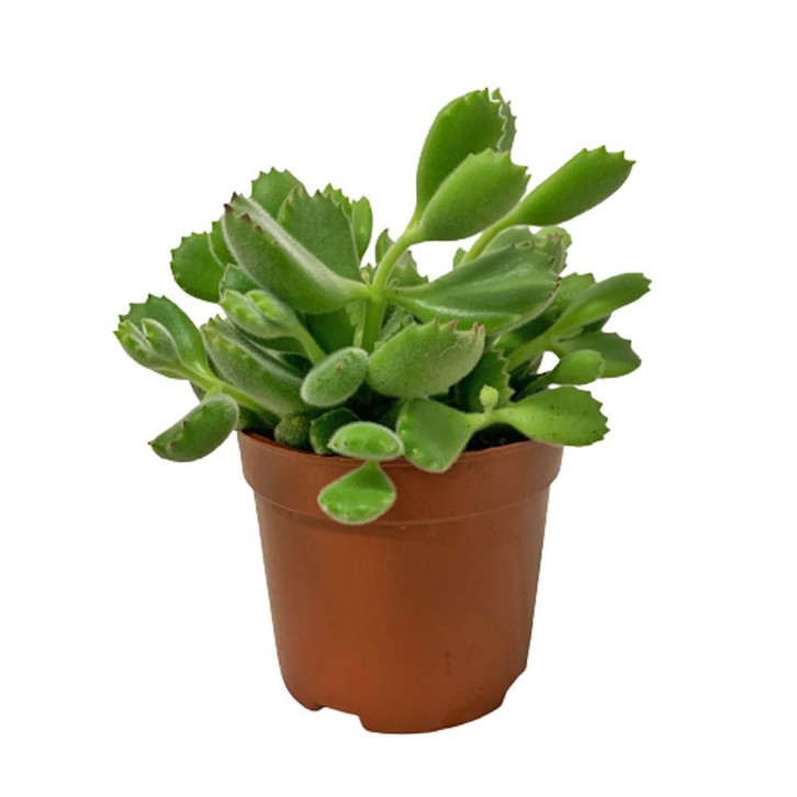 Cotyledon Tormentosa (Bear's Paw)