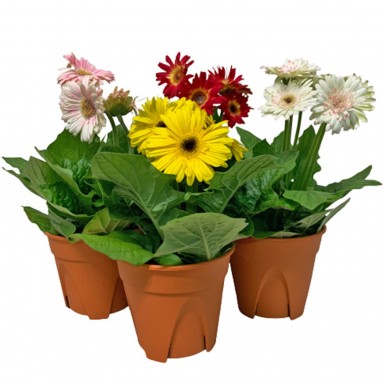Garden Gerbera Daises