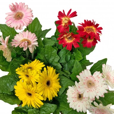 Garden Gerbera Daises
