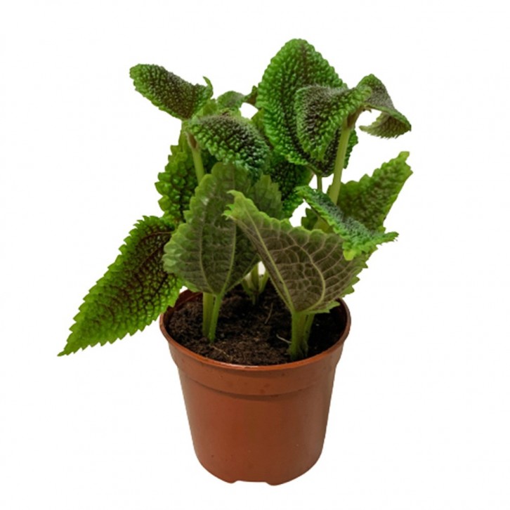 Pilea Mollis (Moon Valley)