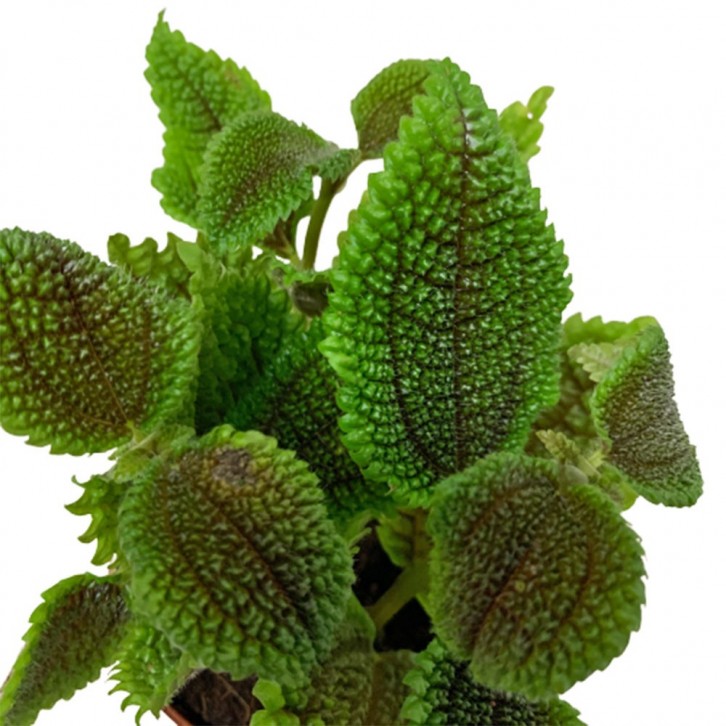 Pilea Mollis (Moon Valley)