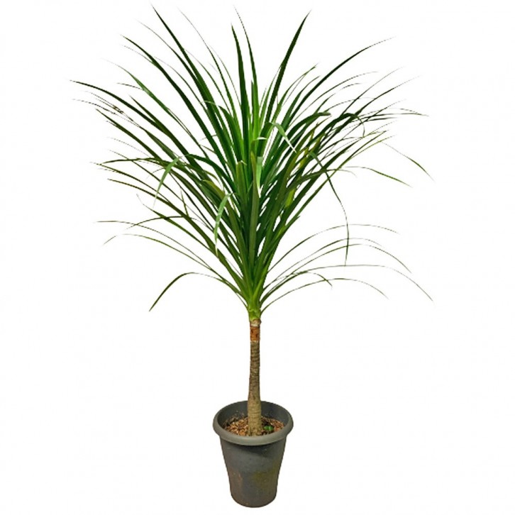 Dracaena Draco - Single Stem (Dragon Tree)
