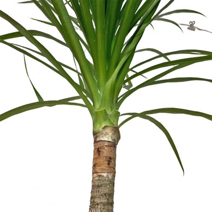 Dracaena Draco - Single Stem (Dragon Tree)