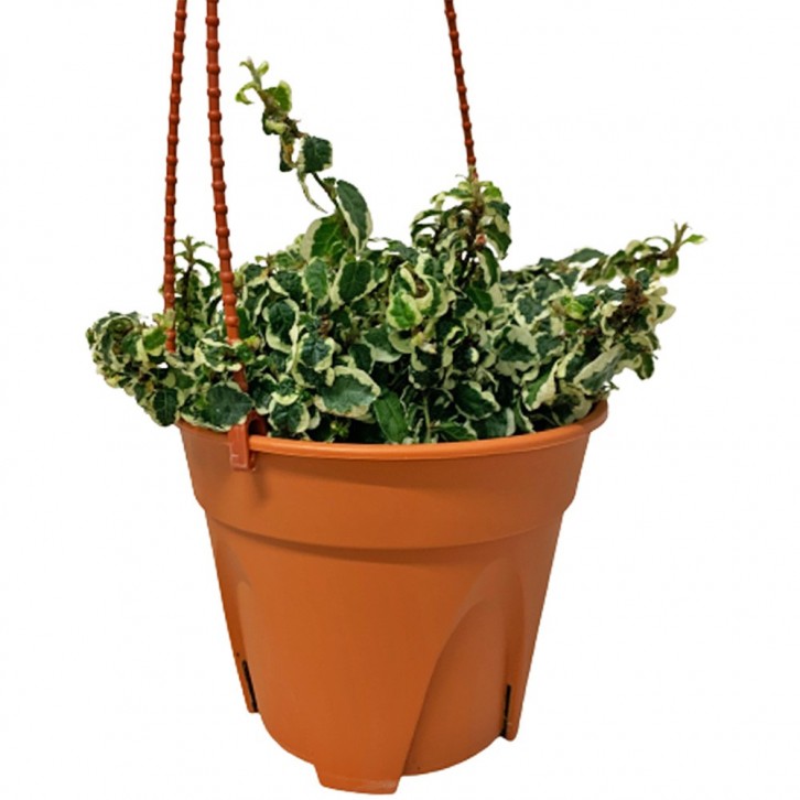 Ficus Pumila 'White Sunny' Variegata