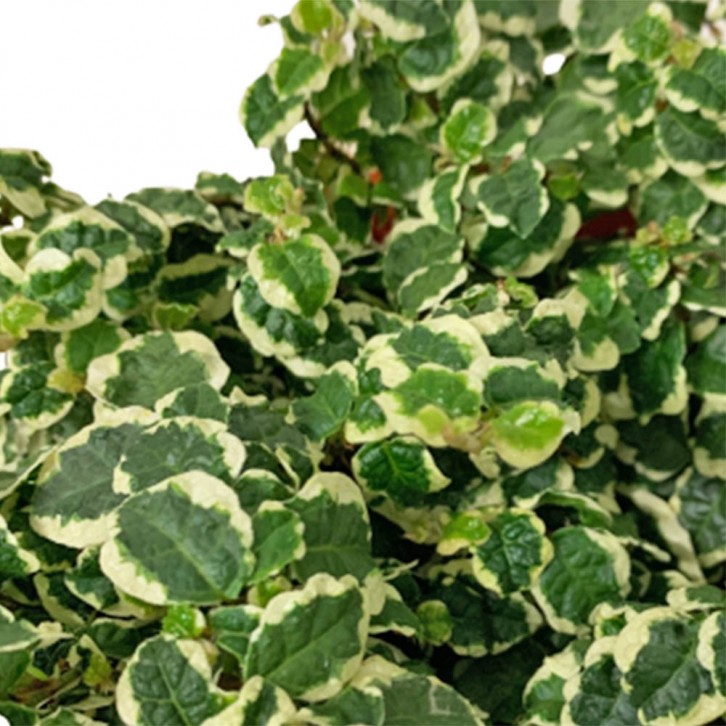 Ficus Pumila 'White Sunny' Variegata