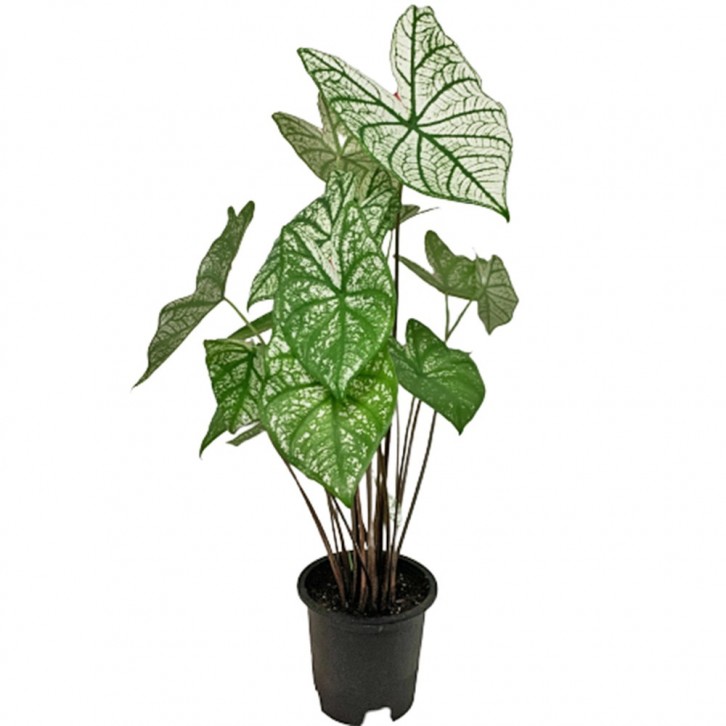 Caladium White Christmas