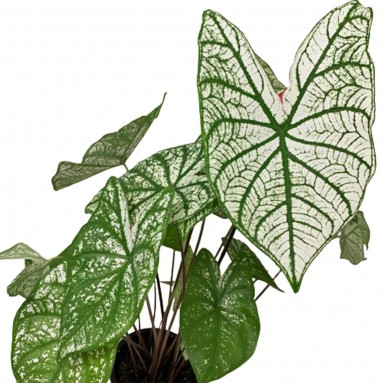 Caladium White Christmas