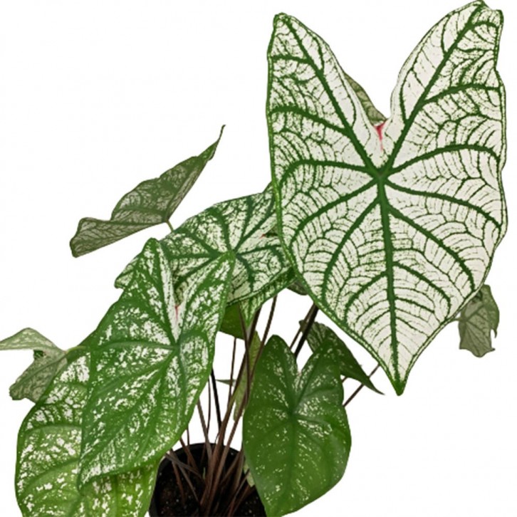 Caladium White Christmas