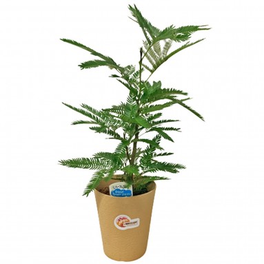 Everfresh Tree エバーフレッシュ (Pithecellobium Confertum) JAPAN