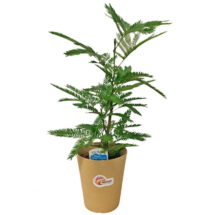 Everfresh Tree エバーフレッシュ (Pithecellobium Confertum)