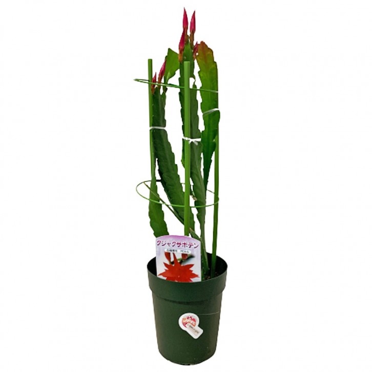 Cactaceae Epiphyllum (JAPAN)