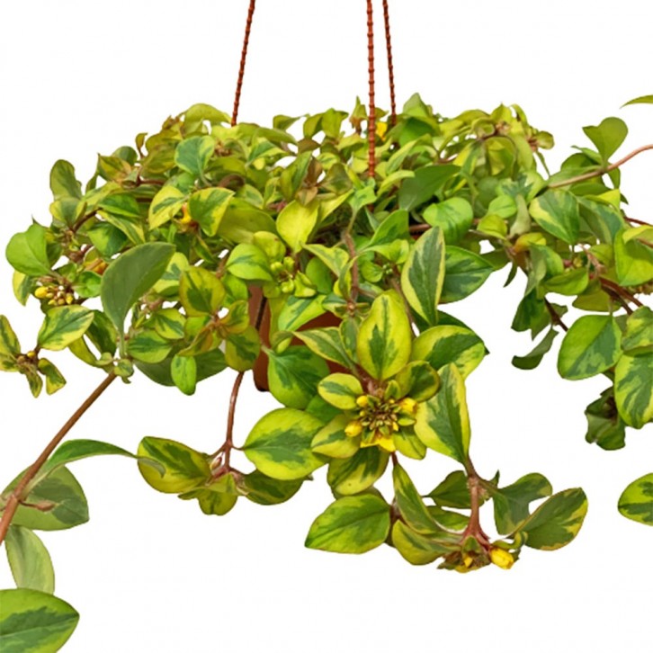 Lysimachia Sunset (Outback Sunset)