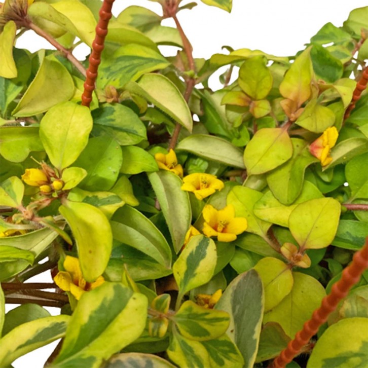 Lysimachia Sunset (Outback Sunset)
