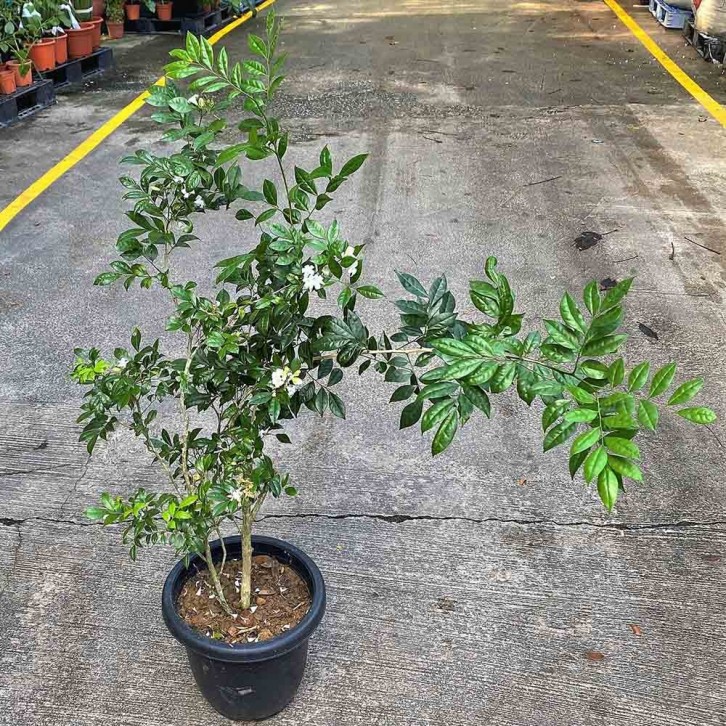 Murraya Paniculata (Orange Jessamine)