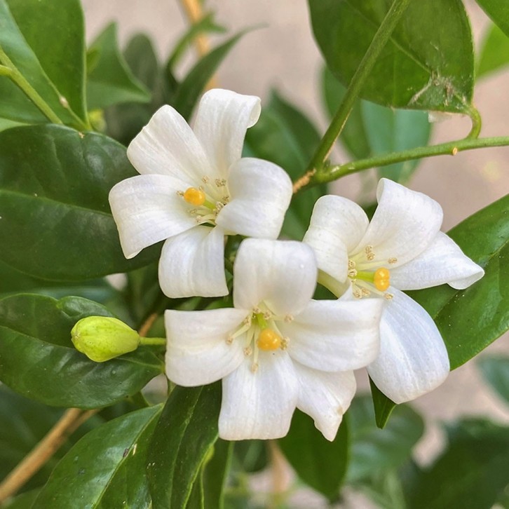 Murraya Paniculata (Orange Jessamine)