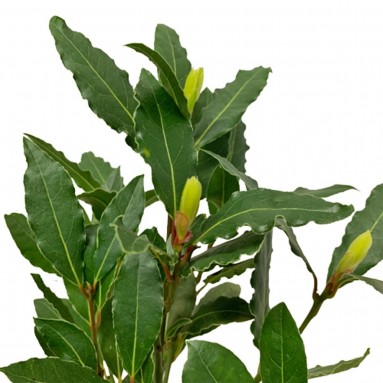 Bay Leaf 月桂叶 (Laurus Nobilis)