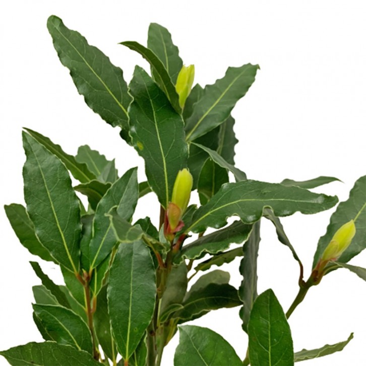 Bay Leaf 月桂叶 (Laurus Nobilis) Holland