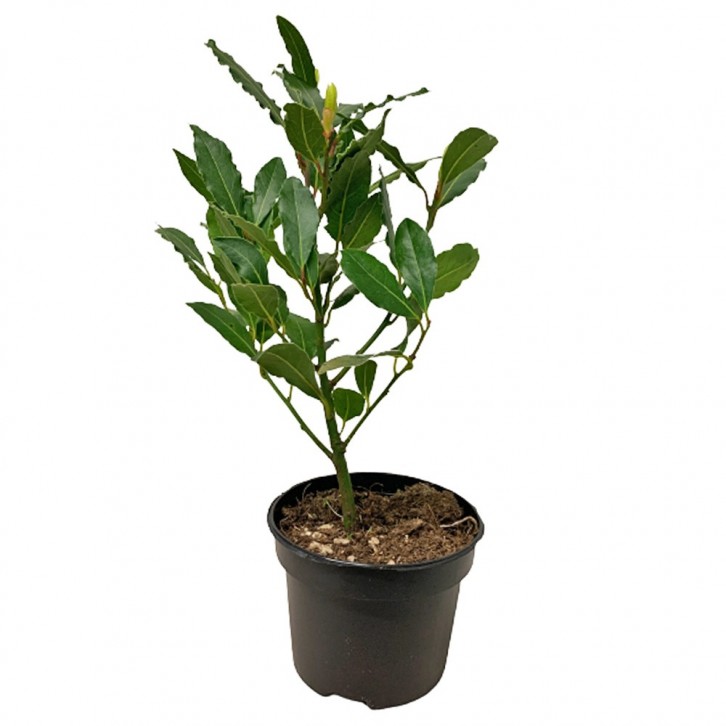 Bay Leaf 月桂叶 (Laurus Nobilis) Holland