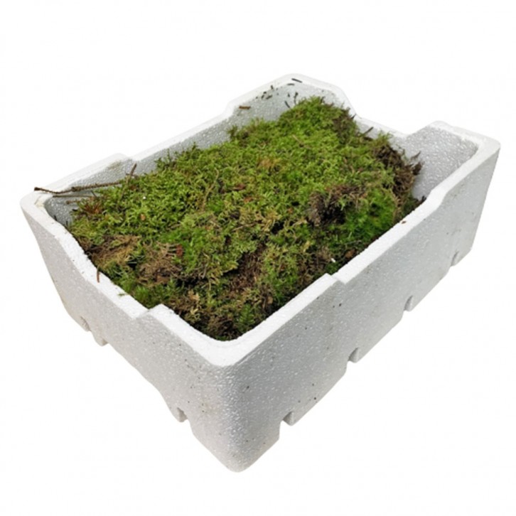 Flat Moss (Flat Moss)