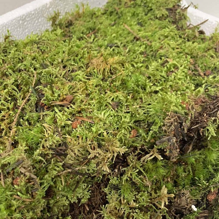 Flat Moss (Flat Moss)