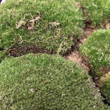 Ball Moss (Holland)