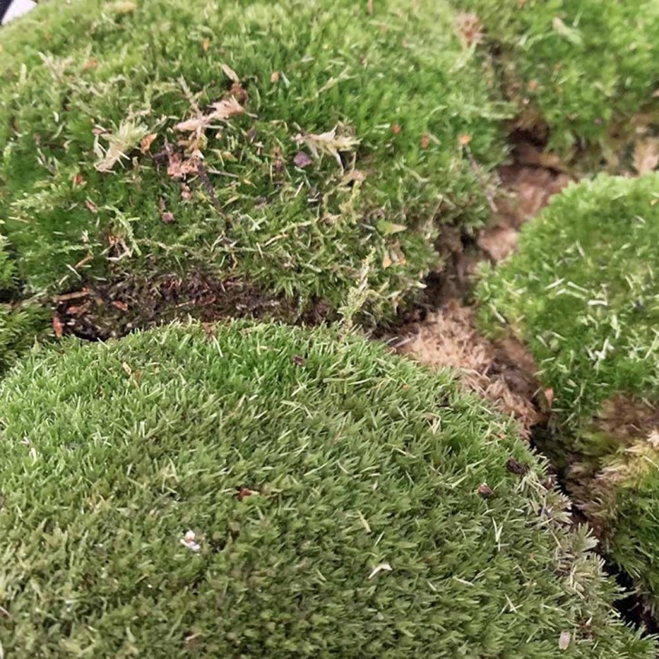 Ball Moss (Holland)