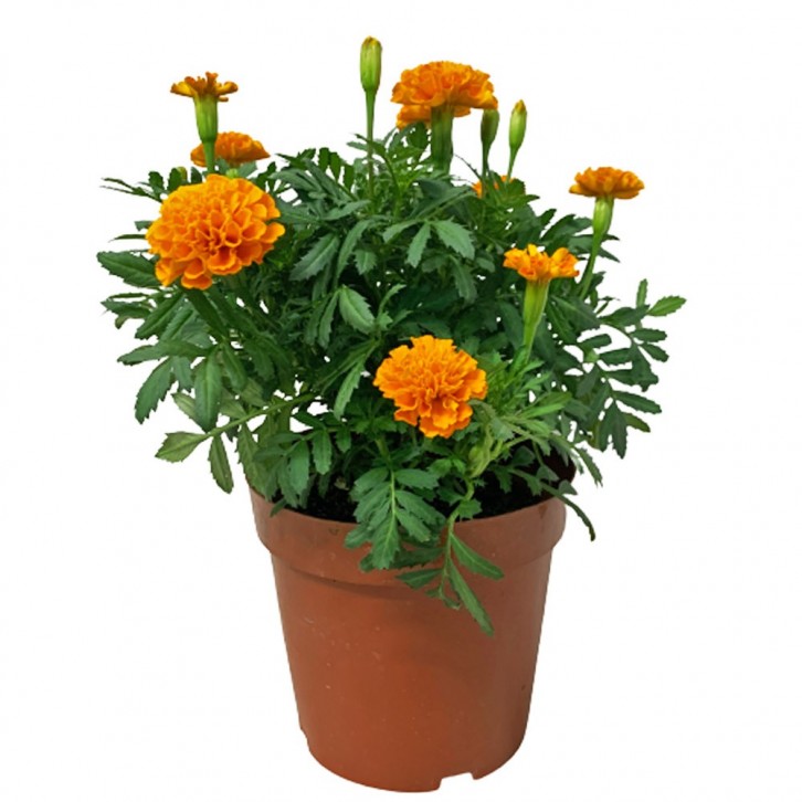 Garden Marigold (Tagetes)