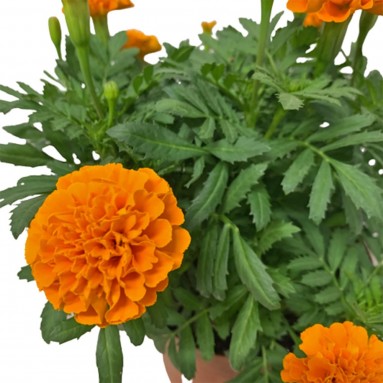 Garden Marigold (Tagetes)