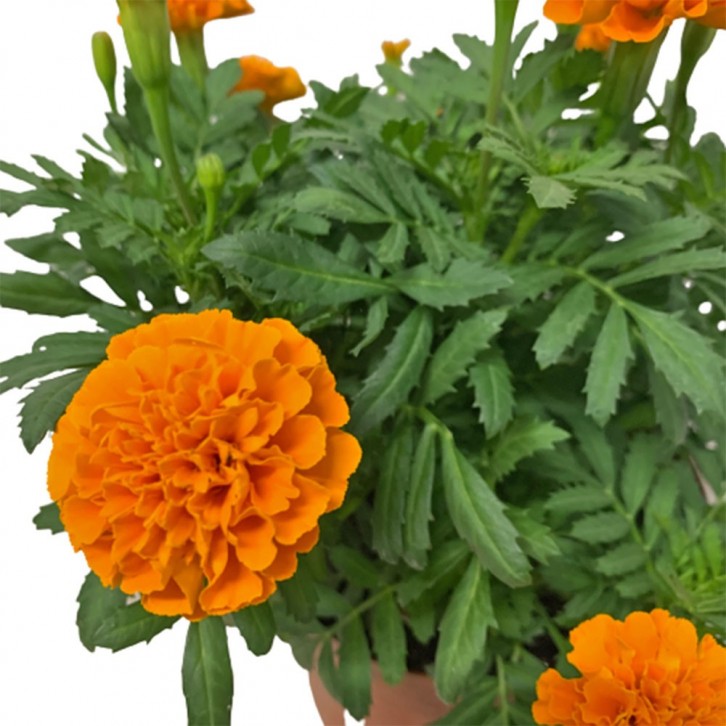 Garden Marigold (Tagetes)
