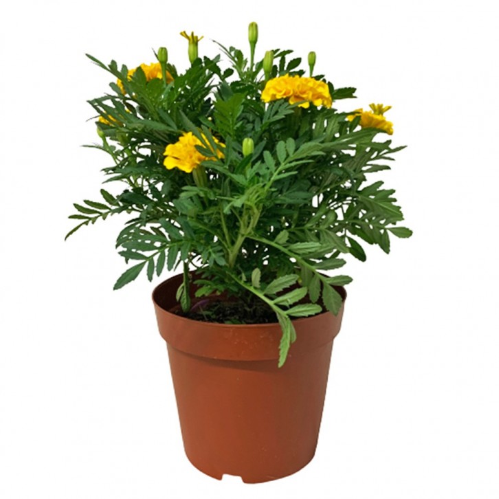 Garden Marigold (Tagetes)