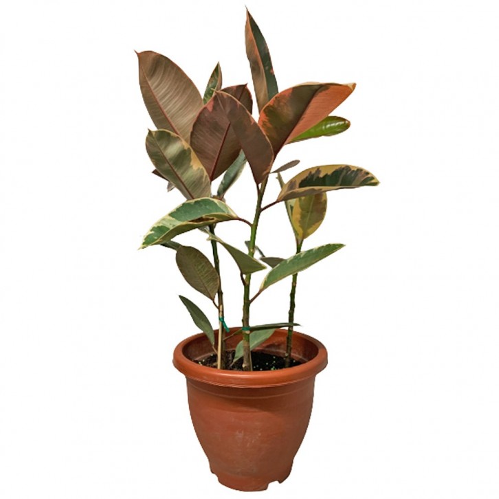 Ficus Elastica 'Ruby'