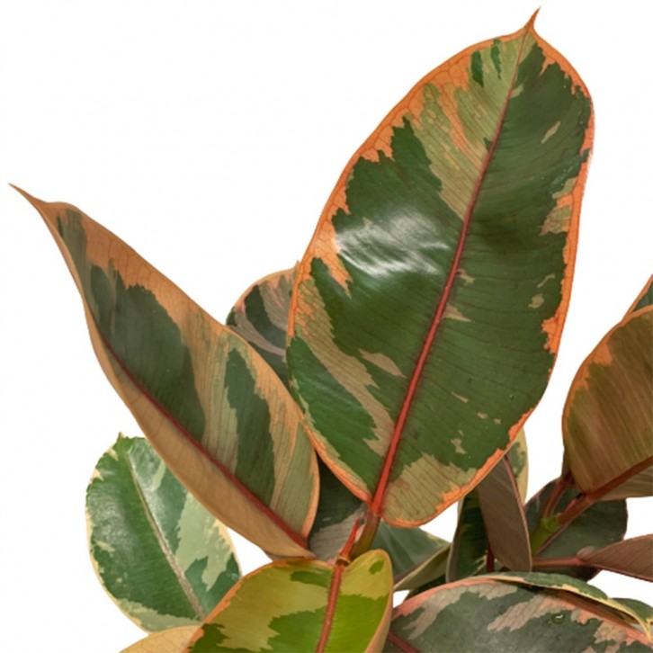 Ficus Elastica 'Ruby'