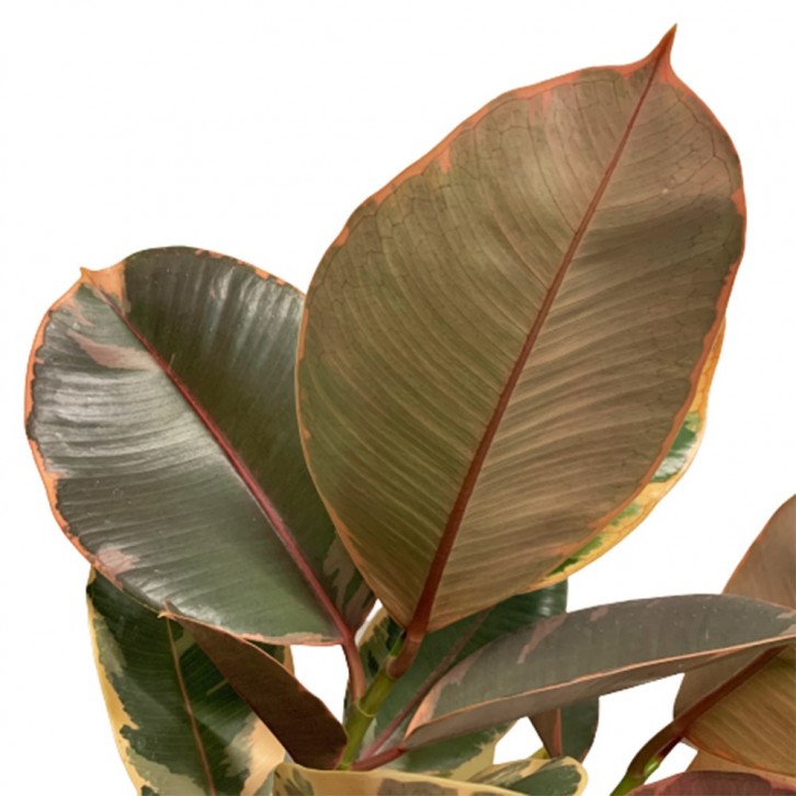 Ficus Elastica 'Ruby'