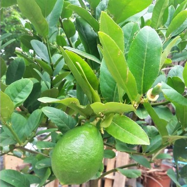 Topiary Lemon Tree (Citrus limon)