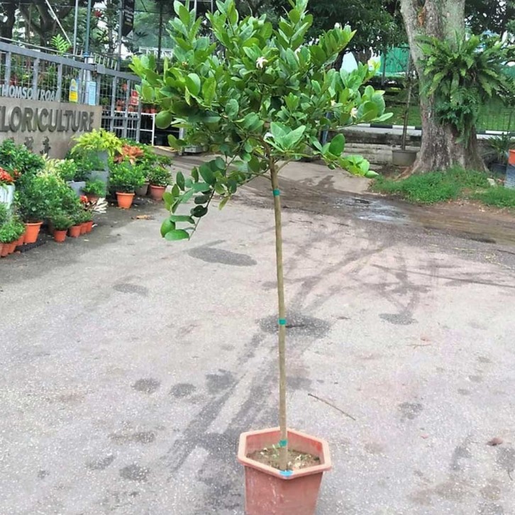 Topiary Lemon Tree (Citrus limon)