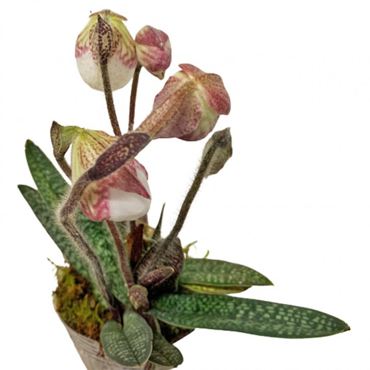 Kokedama Lady Slipper Orchid (Cypripedioideae)