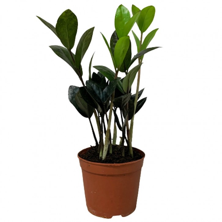 Zamioculcas Zamiifolia 黑金 Raven Black (ZZ Plant)
