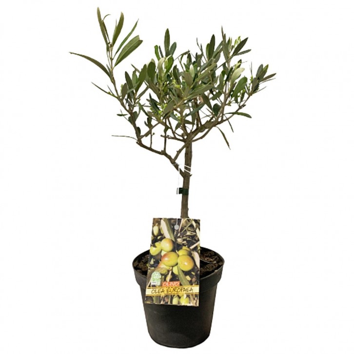 Olive Tree (Olea Europaea) HOLLAND