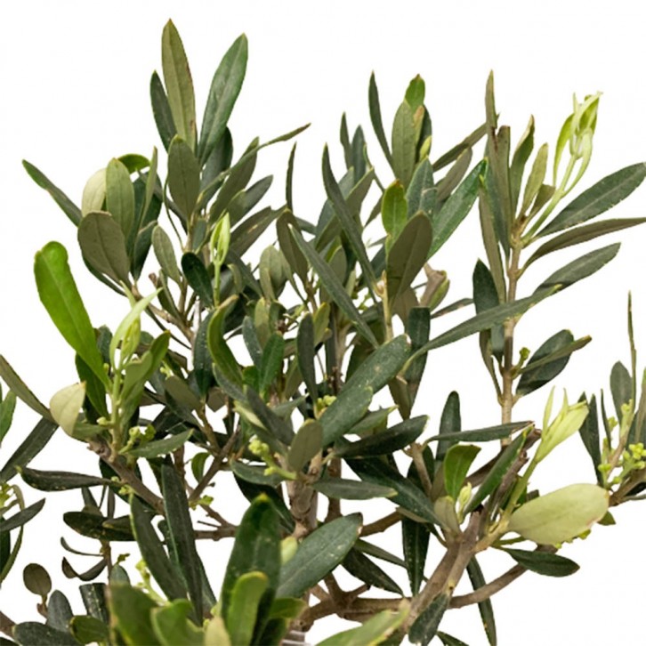 Olive Tree (Olea Europaea) HOLLAND