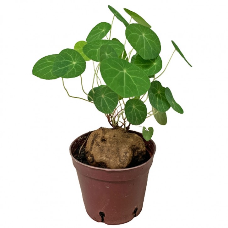 Stephania Cephalantha Hayata 金钱吊乌龟