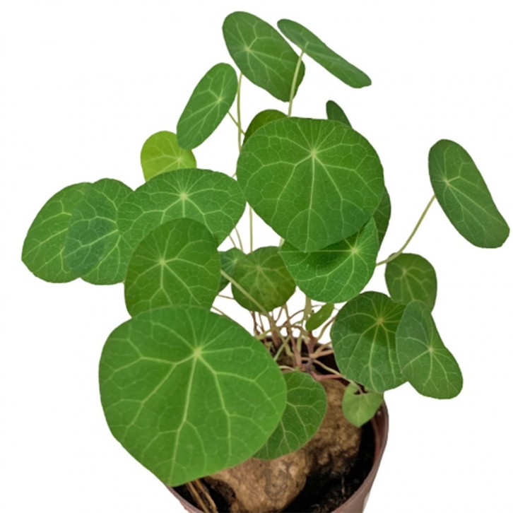 Stephania Cephalantha Hayata 金钱吊乌龟