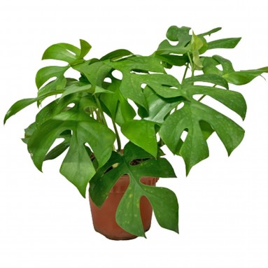 Rhaphidophora Tetrasperma (Dwarf Monstera)