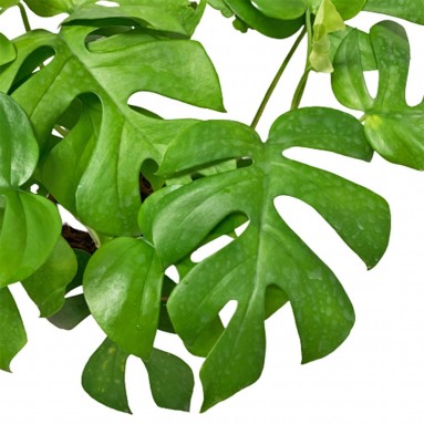 Rhaphidophora Tetrasperma (Dwarf Monstera)