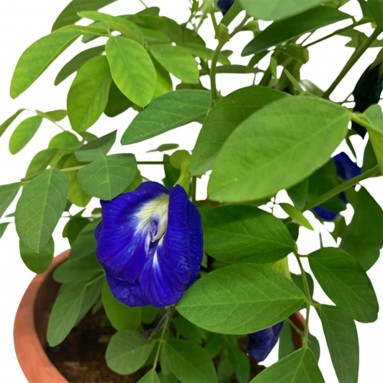 Blue Pea Vine (Clitoria Ternatea)