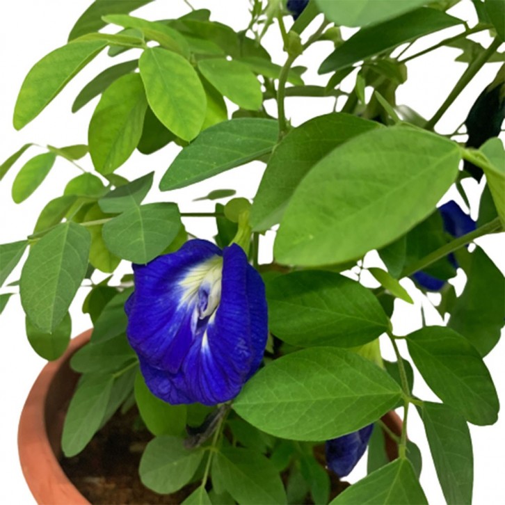 Blue Pea Vine (Clitoria Ternatea)