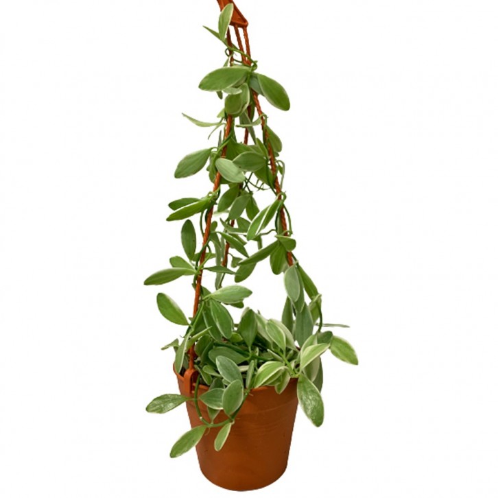 Dischidia Oiantha 'Silver Star'