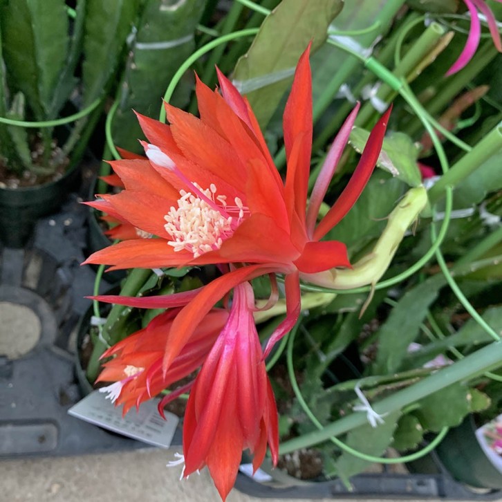Cactaceae Epiphyllum (JAPAN)