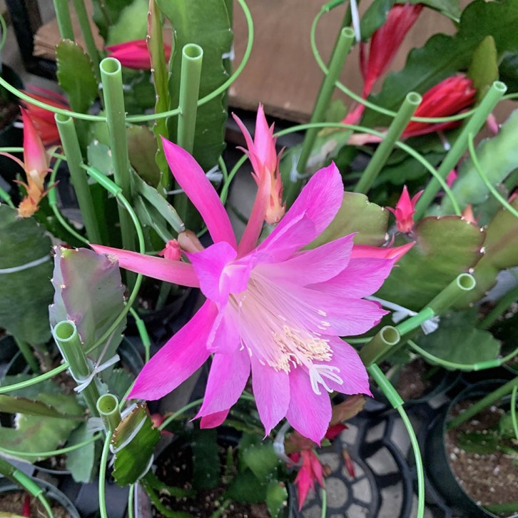 Cactaceae Epiphyllum (JAPAN)